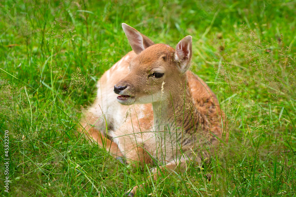 Roe deer on the meadow Roe deer on the meadow