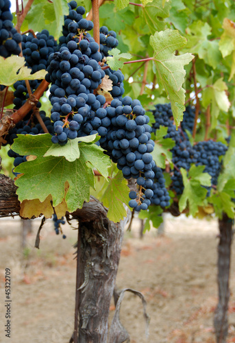 Red grapes on the vine.