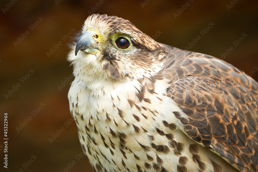 Falcon portrait Falcon portrait