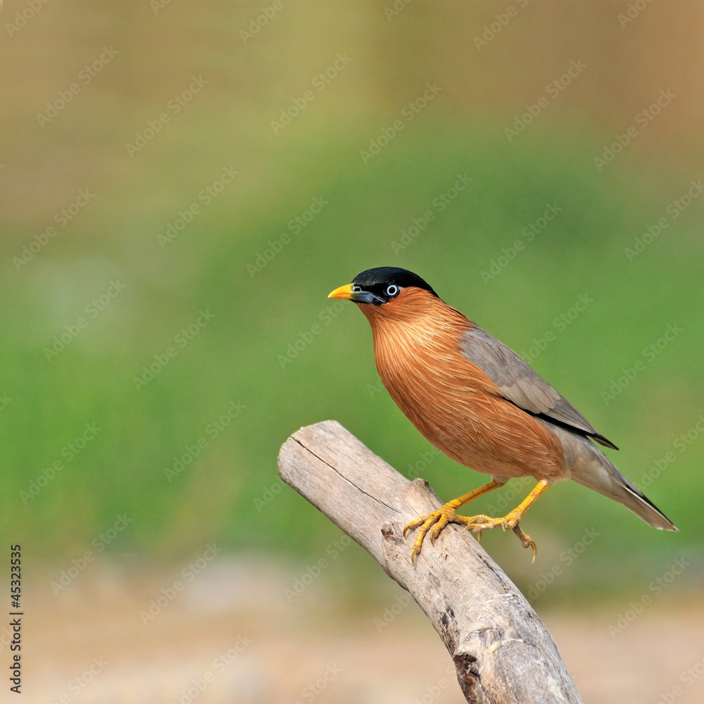 Fototapeta premium colorful bird