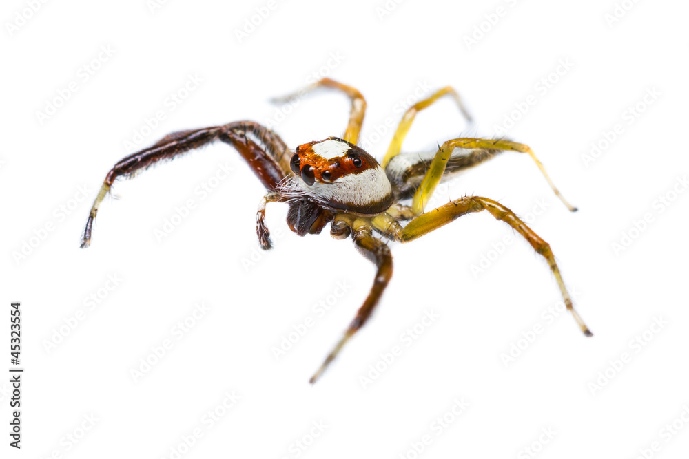 Isolated of Telamonia Dimidiata jumping spider Isolated of Telamonia Dimidiata jumping spider