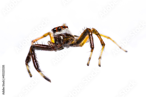 Isolated of Telamonia Dimidiata jumping spider