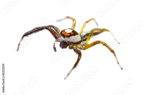 Isolated of Telamonia Dimidiata jumping spider © skynet