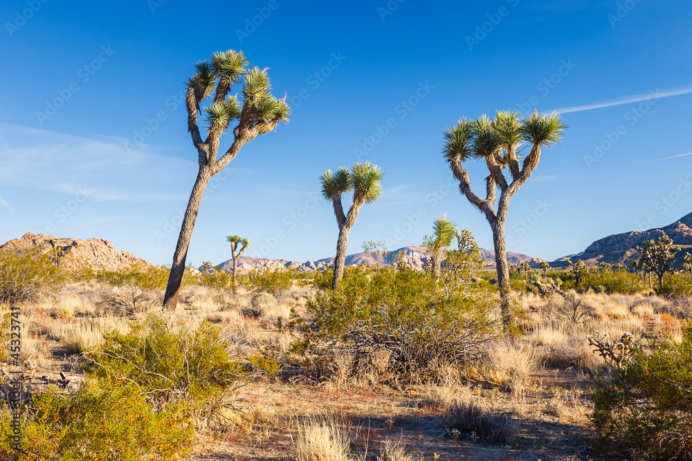 Joshua Tree National Park