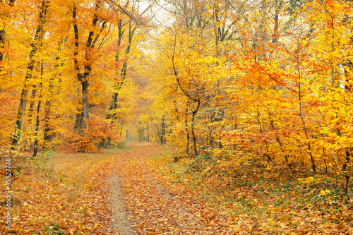 Autumn in the forest © sborisov