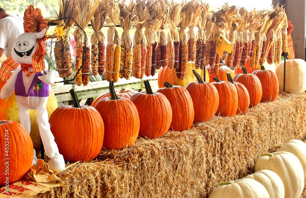 Fototapeta premium Pumpkins and Indian corn