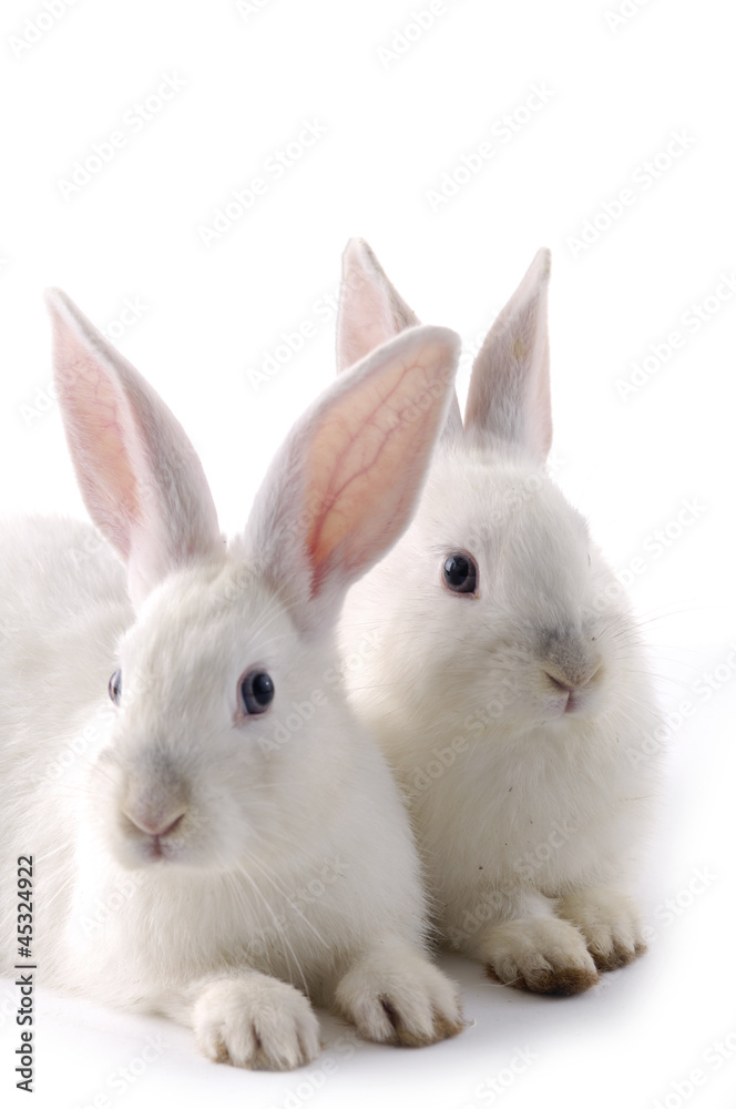 Two cute white rabbits.