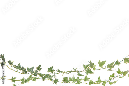 Green ivy twig with copy space