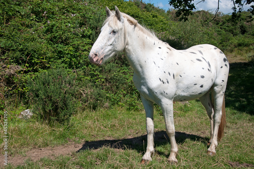 Obraz premium Spotted pony
