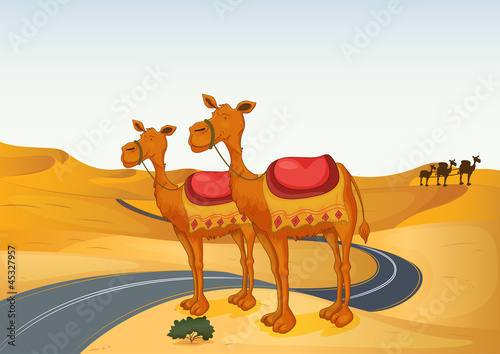 camels