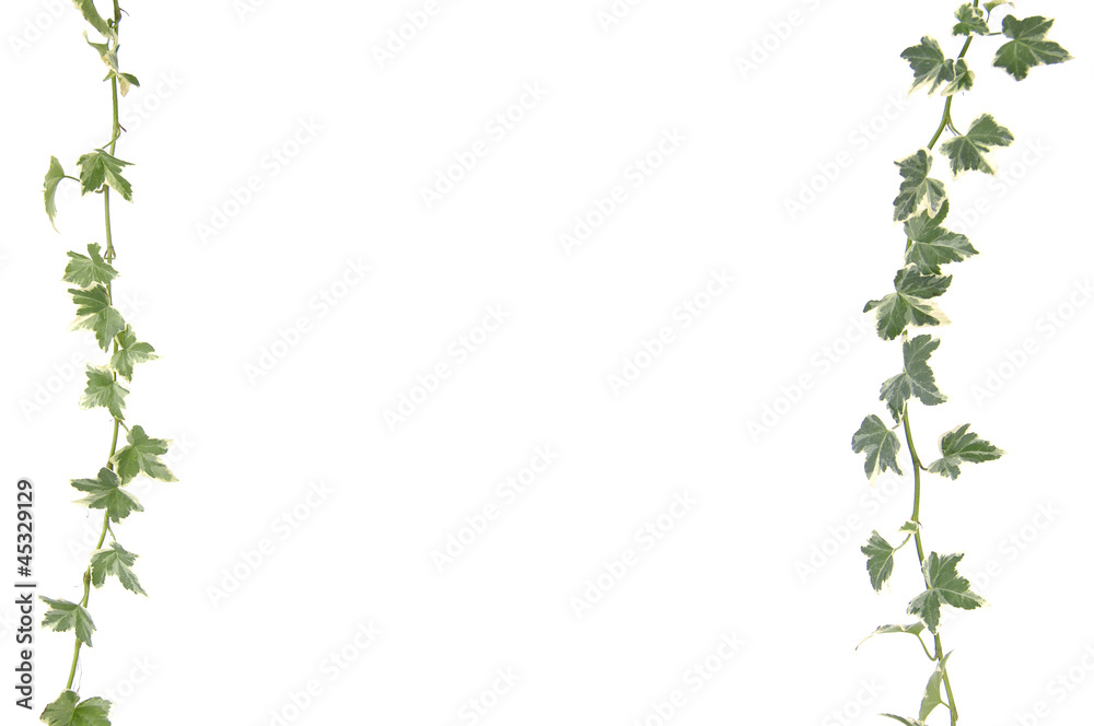 botanical, green border made of ivy leaves