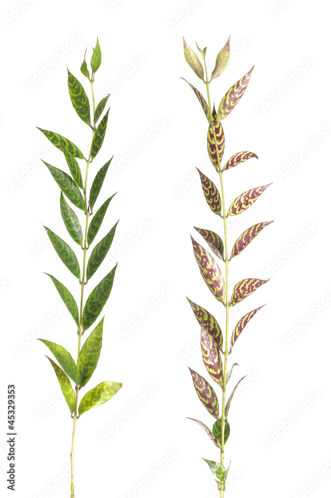 Branch of leaves green with brown Branch of leaves green with brown