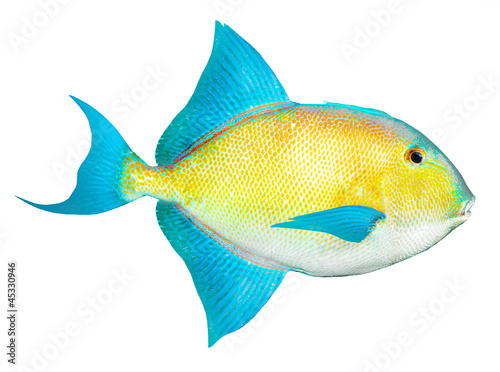 Tropical fish on white background.