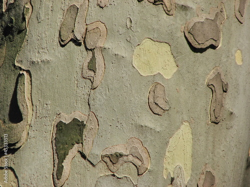 Backgrounds trees bark