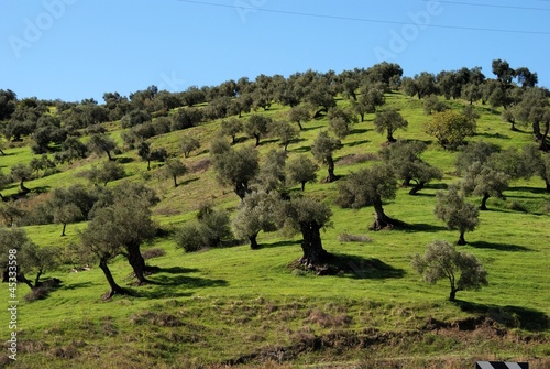 Olive grove, Guaro, Spain © Arena Photo UK