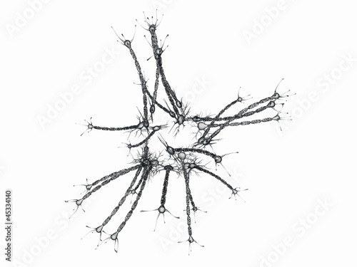 neurons