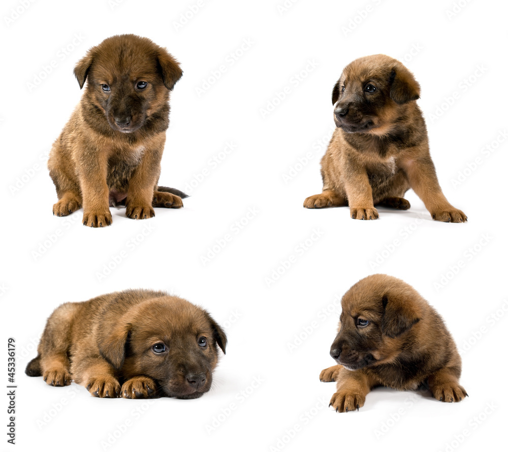 Obraz premium set of studio portraits of young puppy