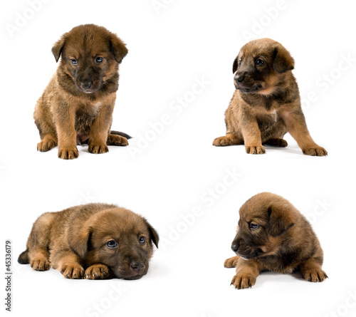 set of studio portraits of young puppy