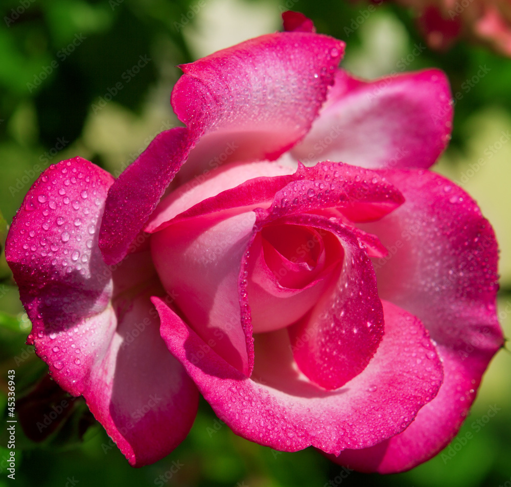 Rose Harlekin Rose Harlekin
