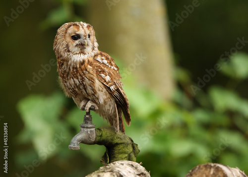 Portrait of a Tawny Owl in woodland
