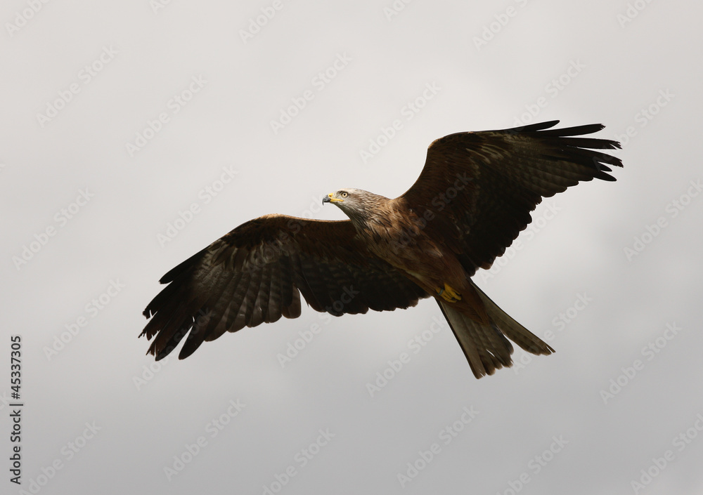 Close up of a Red Kite in Flight Close up of a Red Kite in Flight