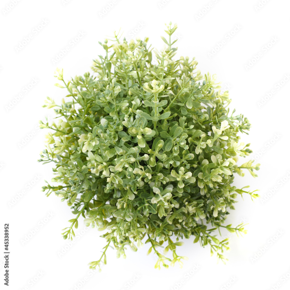 Obraz premium Home plant