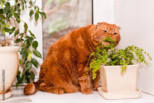 Scottish fold cat