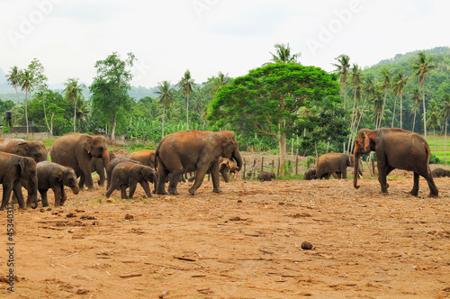 Herd of asian elephants. Pinnawela. Sri Lanka.