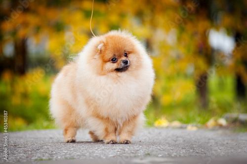 Young puppy Spitz in autumn