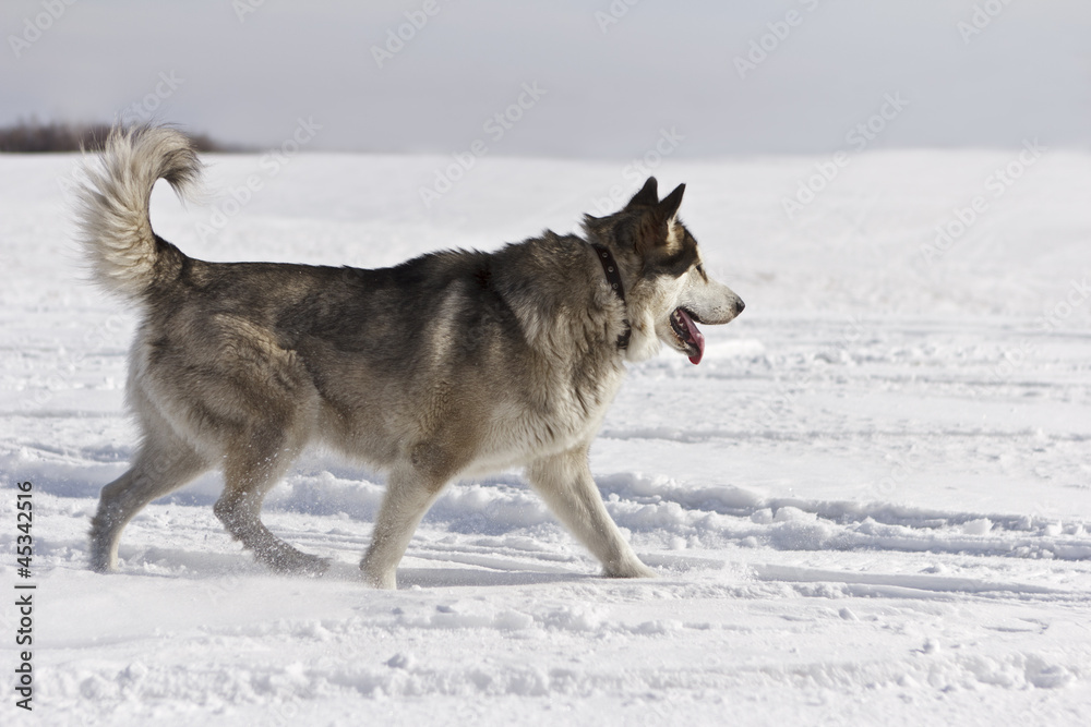 Naklejka premium The young husky goes on snow field