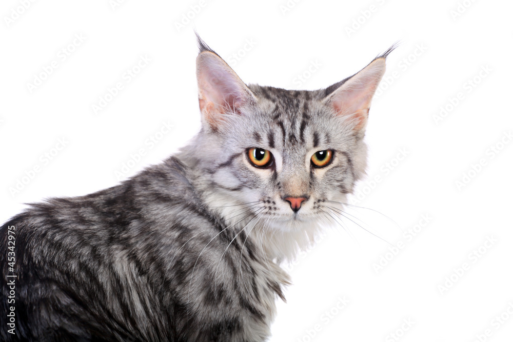 Silver Tabby Maine Coon isolated of a white background