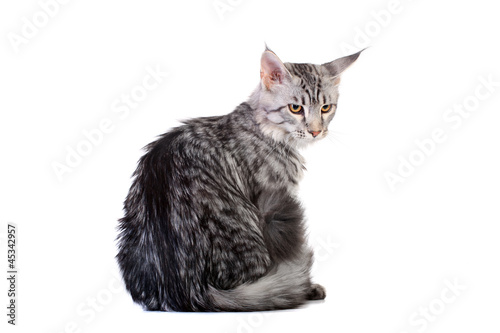 Silver Tabby Maine Coon isolated of a white background photo