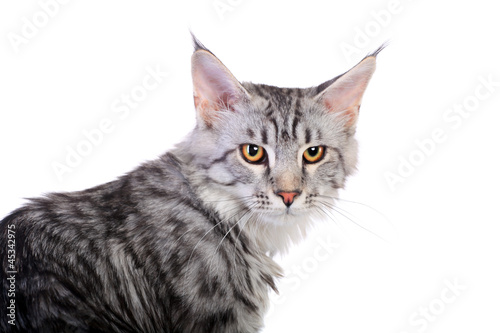 Silver Tabby Maine Coon isolated of a white background