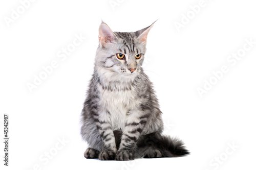 Silver Tabby Maine Coon isolated of a white background
