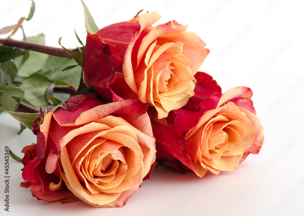 Zweifarbige Rosen Stock Photo | Adobe Stock