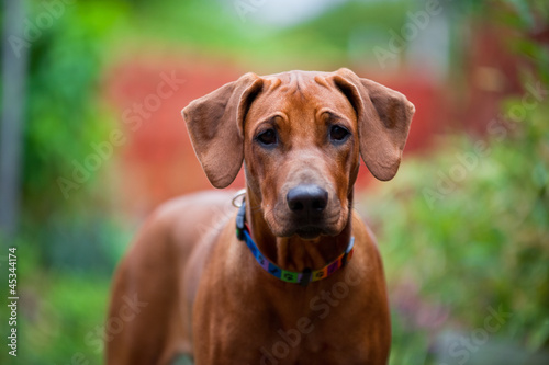 Cute beautiful young rhodesian ridgeback puppy