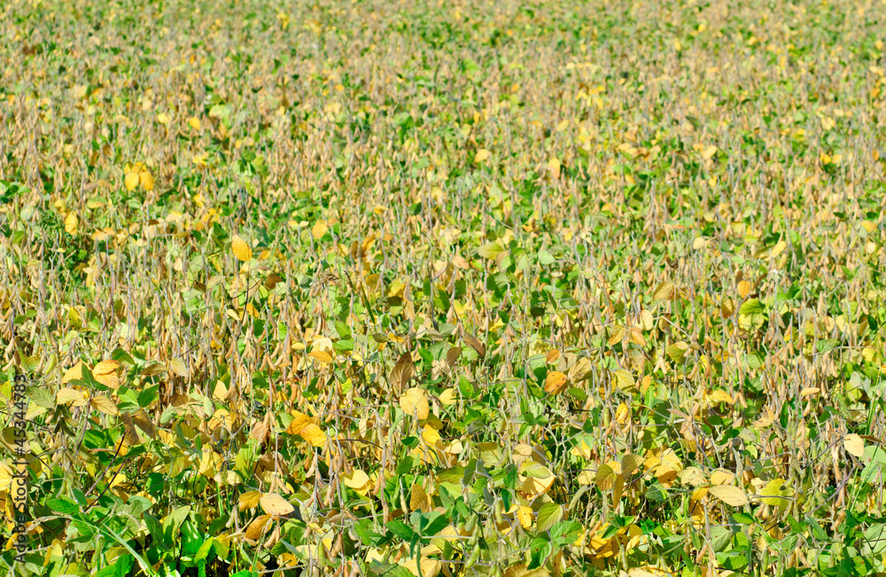 Obraz premium field soybeans in autumn .