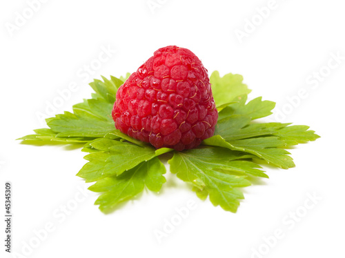 Close up of a rapsberry on a bed of parsley leaves