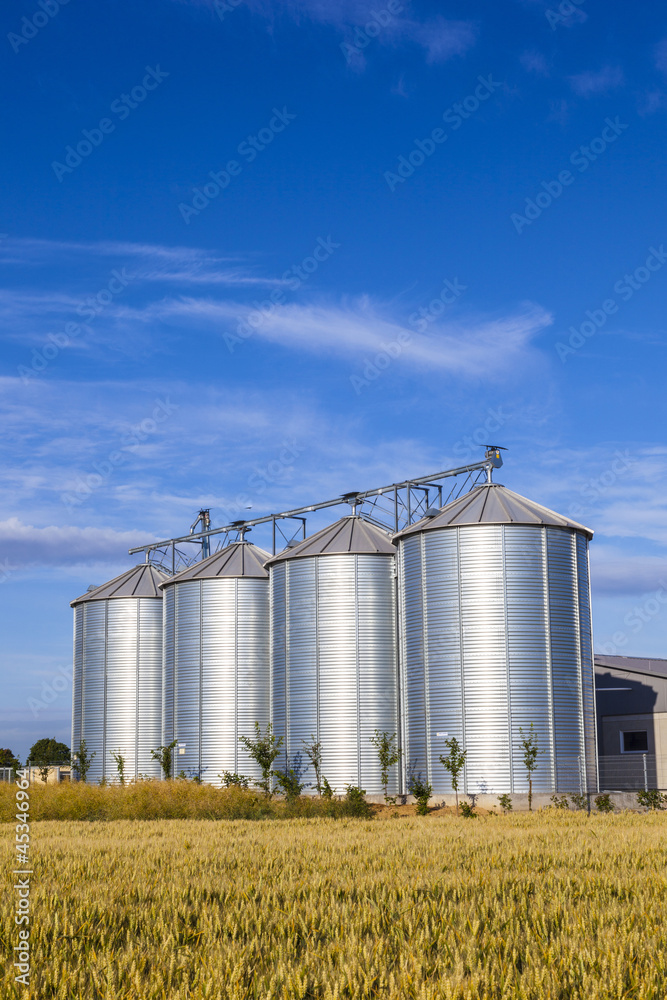Naklejka premium four silver silos in corn field