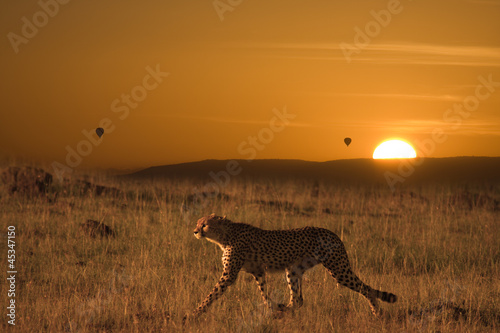Ghepardo a caccia nel Serengeti Africa