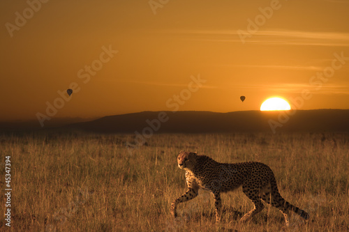 Ghepardo a caccia all'alba africana