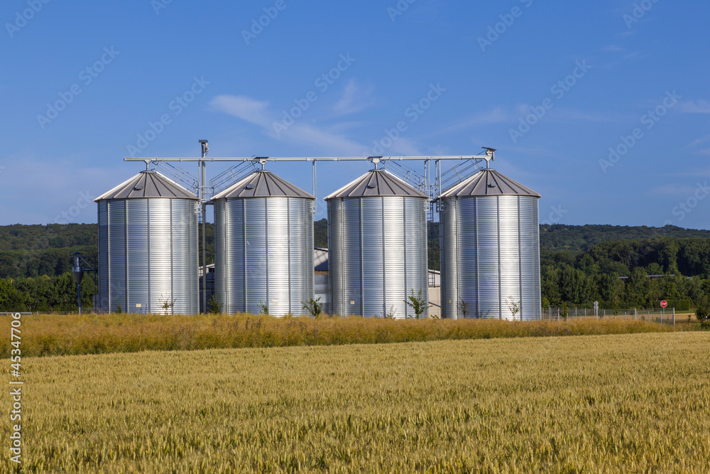 four silver silos in corn field four silver silos in corn field
