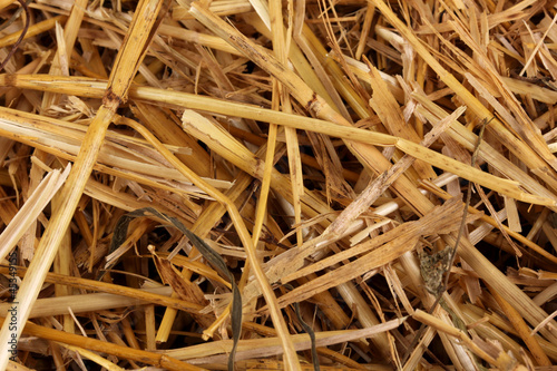 Golden hay close-up photo