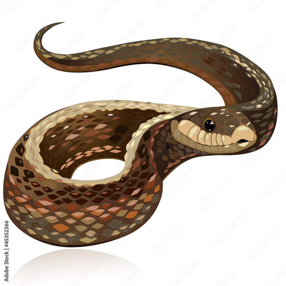 Fototapeta premium Beautiful realistic brown snake