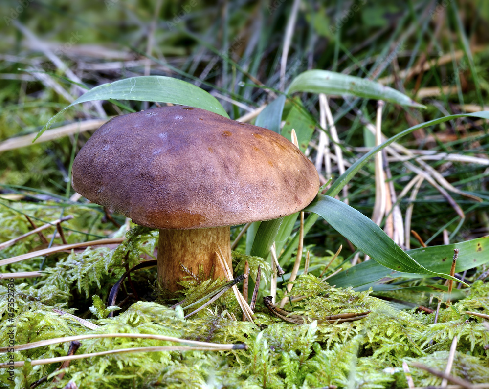 The brown autumn edible mushroom The brown autumn edible mushroom