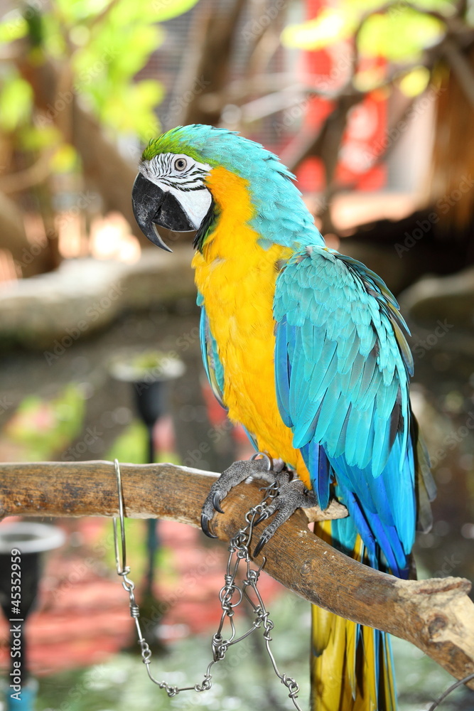 The potrait of Blue & Gold Macaw
