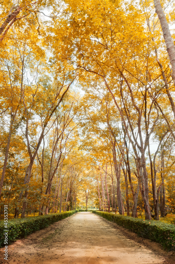 Pathway in autumn Vertical Pathway in autumn Vertical