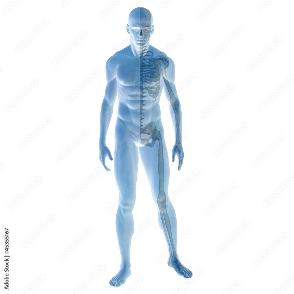 High resolution 3D human ideal for anatomy,medicine and health High resolution 3D human ideal for anatomy,medicine and health