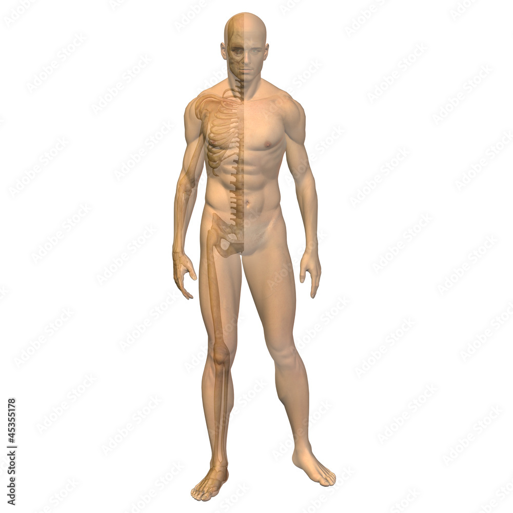 High resolution 3D human ideal for anatomy,medicine and health High resolution 3D human ideal for anatomy,medicine and health