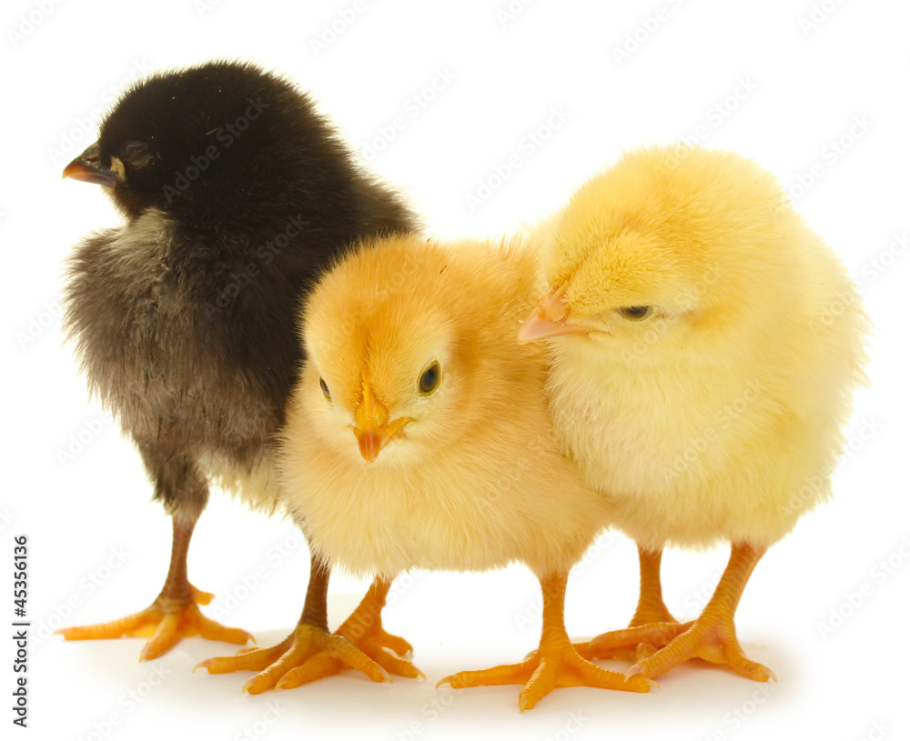 three little chickens isolated on the white